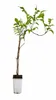 Campsis 'Indian Summer' 50–70 cm – Trompetenblume – Produktbild-Vorschau 4