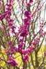 Cercis chinensis 'Avondale', Judasbaum, purpurrosa, 40–60 Produktbild-Vorschau 7