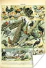 MuchoWow® Poster Tier - Vögel - Jahrgang 40x60 cm - Plakate Produktbild-Vorschau 1