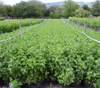 Werdavia weiße Johannisbeere 60-80 cm Busch im 3 Liter Topf Produktbild-Vorschau 2