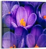 DEQOART Glasbild Echtglas 50x50 cm 'Taufrische Schönheit' Produktbild-Vorschau 1
