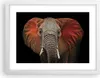 Gerahmtes Poster - Weißer Rahmen - Elefant Rot Ohren - Produktbild-Vorschau 1