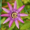 Passionsblume - 3 Stk - Passiflora hybridum - Höhe 25-40cm Produktbild-Vorschau 4