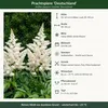 Stauden Gänge 1 x Astilbe japonica 'Deutschland' im 0,5 Produktbild-Vorschau 9