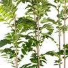 Vogelbeerbaum Miczurinskaja Diesiertnaja 2L Produktbild-Vorschau 7
