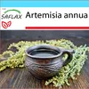 SAFLAX Dárková sada - Čínský pelyněk Qing Hao - Artemisia Náhled obrázku produktu 8