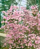 Rhododendron 'Praecox', frühblühend, lila, 30–40 cm Produktbild-Vorschau 5