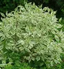 Tatarische Hartriegel ´ELEGANTISSIMA´ 10-15 cm, Cont. 1,4 l Produktbild-Vorschau 1
