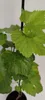 A close-up of a young grape plant with green leaves against a white background. Náhľad obrázku produktu