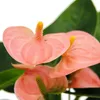 Kleine Flamingoblume Anthurium andreanum Baby-Anthurie Produktbild-Vorschau 2