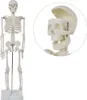 Anatomie Modell Skelett Auswahl Lebensgroß 180 cm oder Produktbild-Vorschau 2