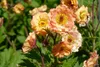 Stauden Gänge 3 x Geum chiloense 'Mai Tai‘ - apricotfarbene Produktbild-Vorschau 5