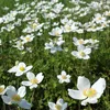 6 x sasanka lesní - Anemone sylvestris | květináč 9cm x 9cm Náhled obrázku produktu 1