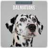 Dalmati - Dalmati 2026 - Calendario di 16 mesi Anteprima dell’immagine prodotto 2