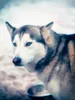 Calvendo Ein Motiv aus dem Kalender Huskies - Artwork 1000 Produktbild-Vorschau 2