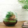 Flaschengarten Dome Glaskugel DIY-Pflanzenterrarium 20 cm Produktbild-Vorschau 2