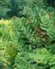 Osmunda regalis, Königsfarn, ca. 9x9 cm Topf Produktbild-Vorschau 4