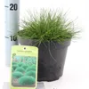 6 Pflanzen Bärenfellgras, Festuca gautieri, winterhart, 9 Produktbild-Vorschau 5