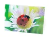 3 D Ansichtskarte Marienkäfer, Glücksbringer Postkarte Produktbild-Vorschau 2