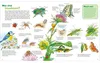 WAS IST WAS Junior Band 33. Insekten (WAS IST WAS Junior Produktbild-Vorschau 2
