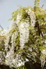Wisteria sinensis 'Alba', Chinesischer Blauregen, weiß, Produktbild-Vorschau 3