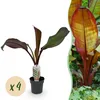 GreenboutiQ - Obstpflanze - Bananenpflanze - Ensete Produktbild-Vorschau 2