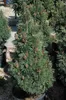 Bergkiefer ´COLUMNARIS´ 30-40 cm, Cont. 7,5 l Produktbild-Vorschau 4