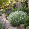 6x Lavandula ang. Edelweiss P9 H20 Produktbild-Vorschau 3