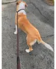 Ringleine für Hunde braun Hundeleine Leine Showleine Produktbild-Vorschau 5
