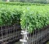 Rows of young trees in pots, likely in a nursery or garden center. Produktbild-Vorschau