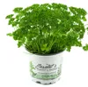 Enseleits Petersilie Petroselinum crispum, frische Kräuter Produktbild-Vorschau 1