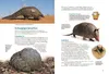 Entdecke die skurrilsten Tiere Produktbild-Vorschau 5