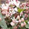 2 x Clematis armandii Apple Blossom (sempreverde, rosa, Anteprima dell’immagine prodotto 2