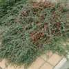 Cotoneaster dammeri 'Major' sterk 48 planten 25cm Ø9cm Productafbeelding-voorbeeld 8