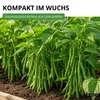 Buschbohnen Saxa Samen - Phaseolus vulgaris  - Bohnensamen Produktbild-Vorschau 5
