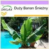SAFLAX - Duży Banan Śnieżny - 10 Nasiona - Ensete glaucum Podgląd zdjęcia produktu 5