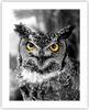 Poster - Poster ohne Rahmen - Eule Vogel Natur - 40x50 cm - Produktbild-Vorschau 1