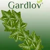 Gardlov 19735 Künstlicher kleinblättriger Efeu zum Produktbild-Vorschau 10