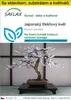 SAFLAX Kultivační sada - Japonský třešňový květ - Prunus Náhled obrázku produktu 1