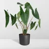 Alocasia Zebrina Ø19Cm - ↕75Cm Produktbild-Vorschau 12