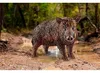 Schleich® 14783 Schleich® Wild Life 14783 Wildschwein Figur Anteprima dell’immagine prodotto 3