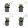 Sadzonki lawendy – Lavandula angustifolia 'Hidcote' – Podgląd zdjęcia produktu 4