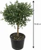 Kaviar-Limette (Microcitrus australasica) – 70–80 cm mit Produktbild-Vorschau 5