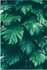 MuchoWow® Poster Monstera - Blätter - Pflanzen - Dschungel Produktbild-Vorschau 1