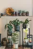 Dehner Pfeilblatt Polly, Alocasia amazonica, markante Produktbild-Vorschau 3