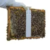 Calistrip® BIOX 6,44g Streifen zur Produktbild-Vorschau 6