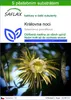 SAFLAX - královna noci - Selenicerus grandiflorus - 40 Náhled obrázku produktu 1