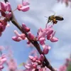 Judasbäume 2L Produktbild-Vorschau 2