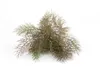 Foeniculum vulgare 'Rubrum', Bronze-Fenchel, ca. 11x11 cm Produktbild-Vorschau 3