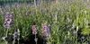 Lavandula ang. 'Munstead' - Levandule - Kontejner 3 litry Náhled obrázku produktu 2